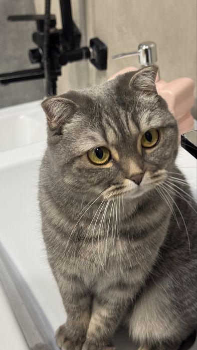 Продам кошку в ДОБРЫЕ РУКИ