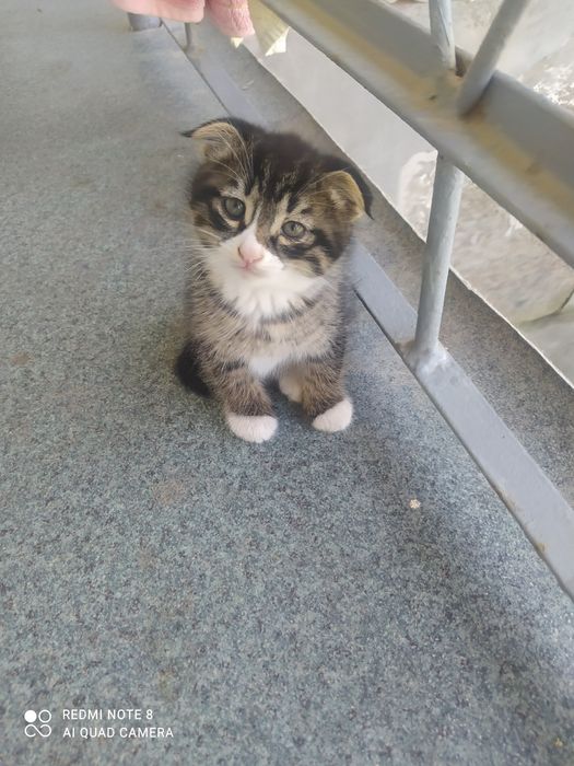 Котята сккотиш фолд