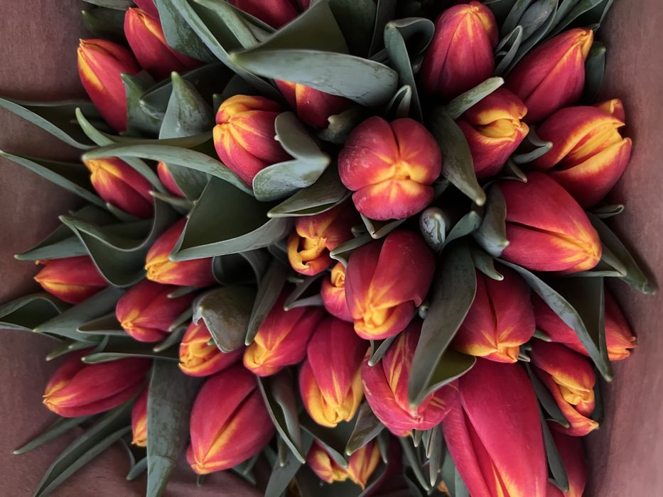 Тюльпаны с доставкой