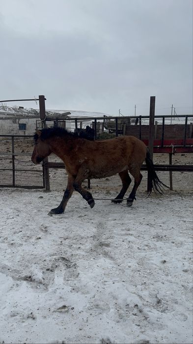 Мұғалжар тай сатылады