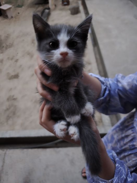 Котята домашние.