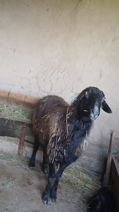 Овцы и ягнята  Шымкент