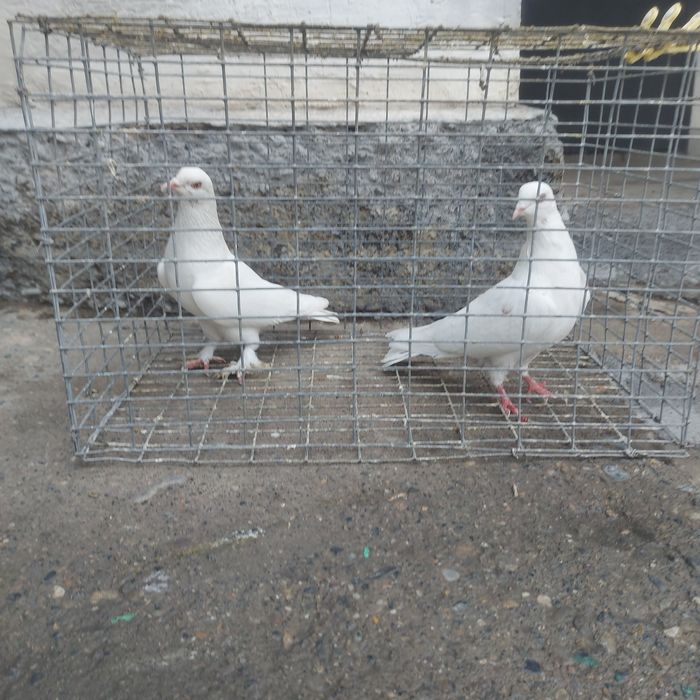 Гулбадам лет с игрой  летные