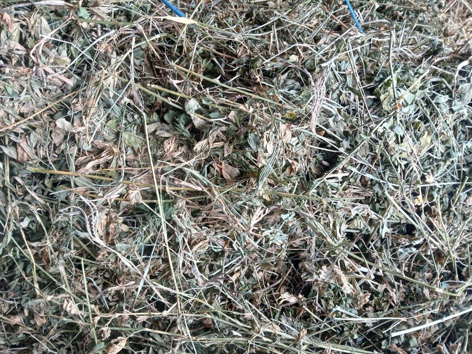 Vand baloti dreptunghiulari lucerna