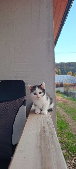 Donez doi pisici mici