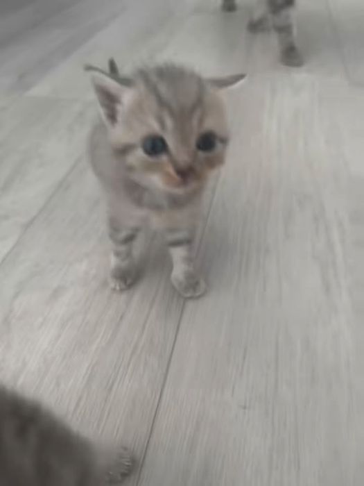 Котьята продаю шотланское