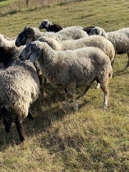 Vând 10-15 oi la alegere