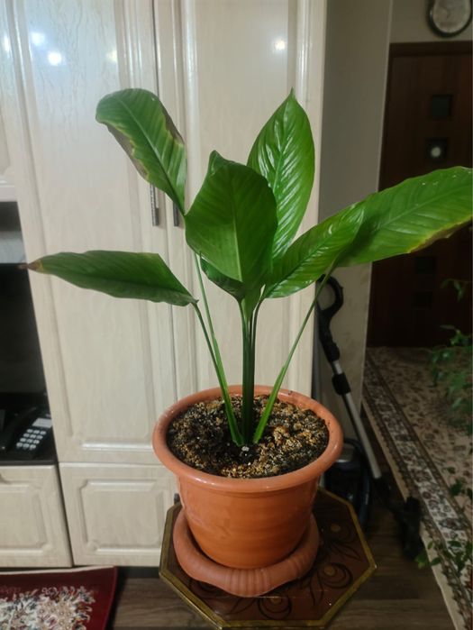 Продам цветок вместе с горшком