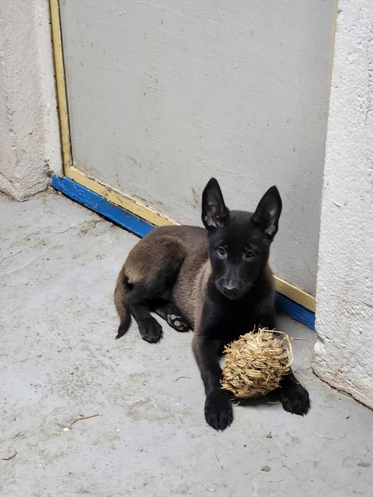 Femela Ciobanesc belgian Malinois cu pedigree