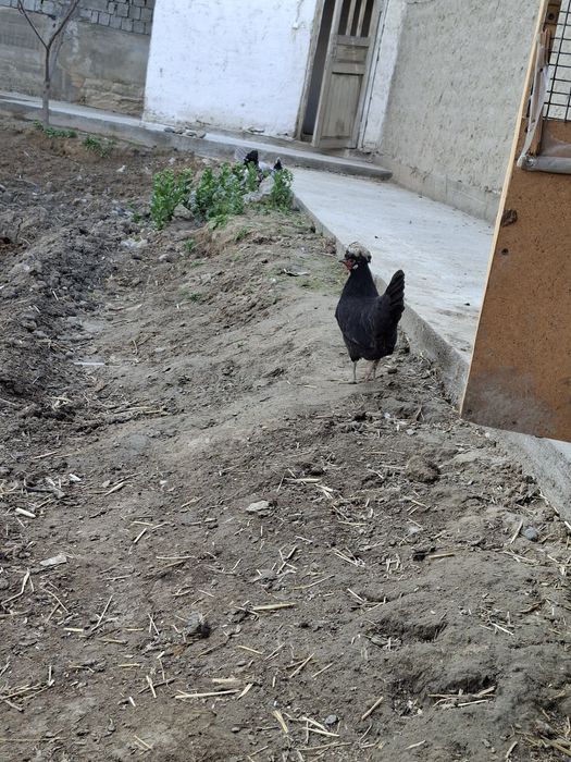 Gollandak tovuqlar sotuvda narxini kilishtirib biramiz