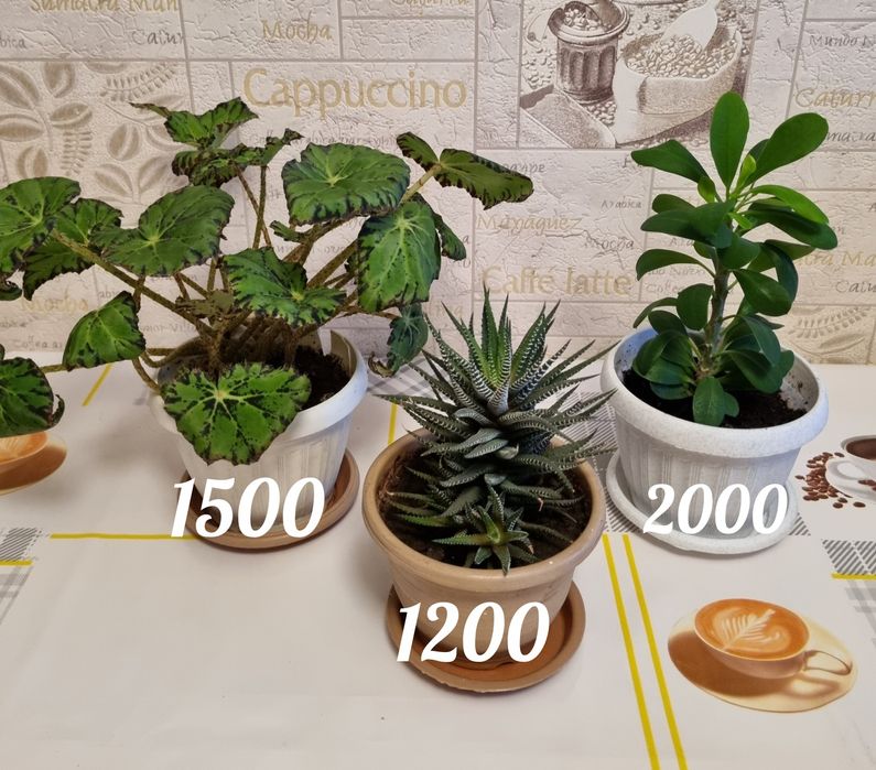 Цветы, комнатные растения