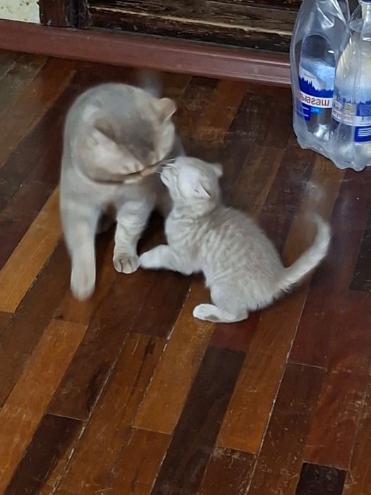 Котята шотландцы