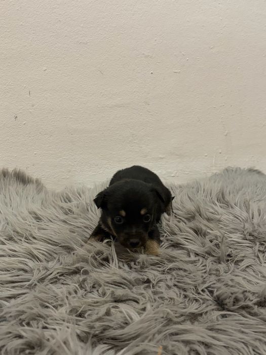 Пинчерчета.