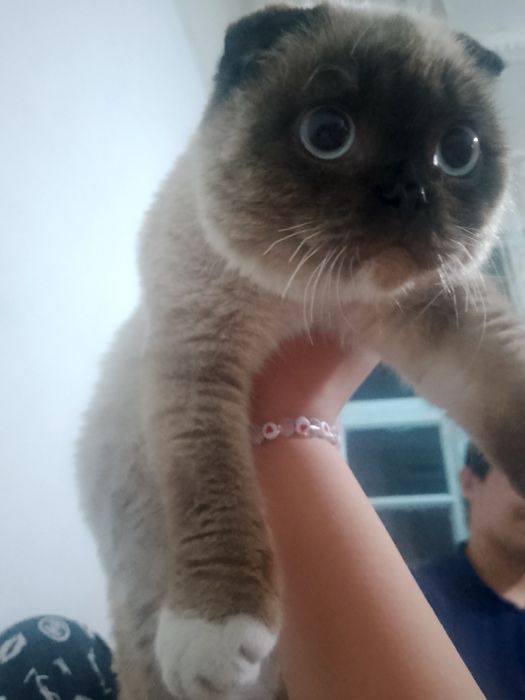 Mushuk sotiladi scottish fold oʻgʻil bola