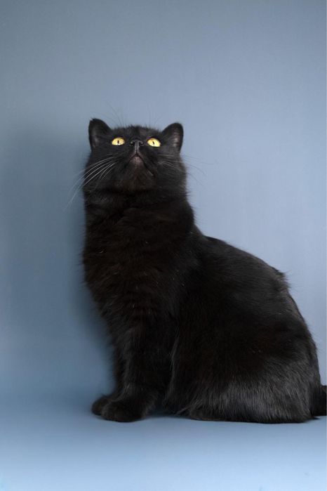 Кот Зевс в поиске дома