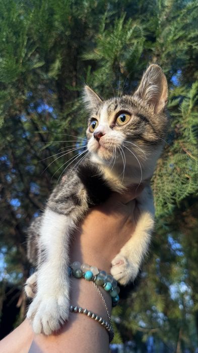 Отдам котят в добрые руки