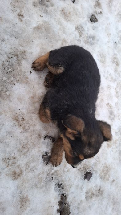 Щенки мальчик и девочка