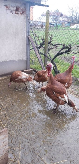 Домашно гледани пуйки ред бърбън