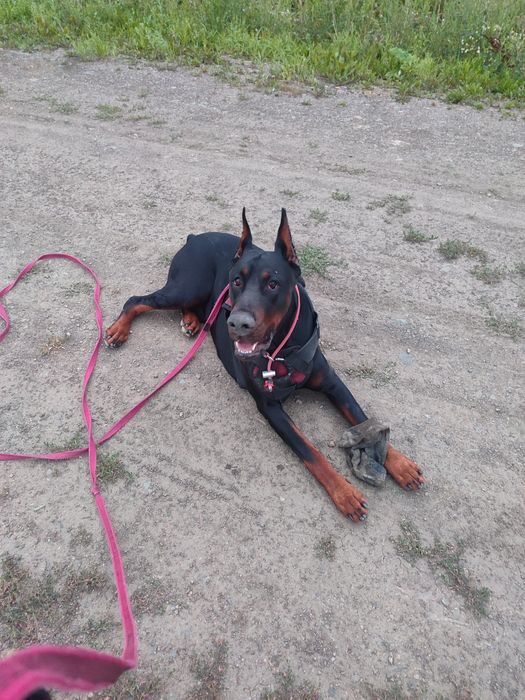Кобель добермана, вязка