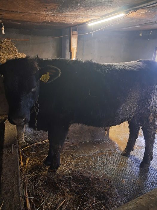 Junică Angus de vânzare