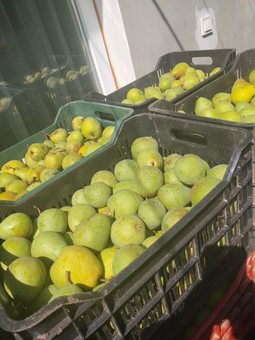 Pere și prune pentru țuică