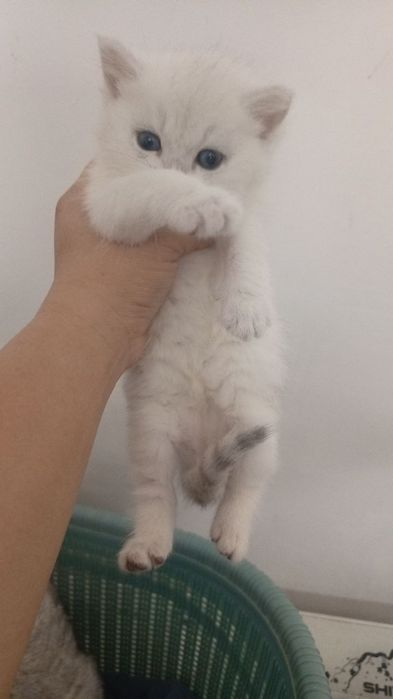 British o‘g‘ilbola 1 oylik mushuk sotiladi. Algoritm 31 kvartalda