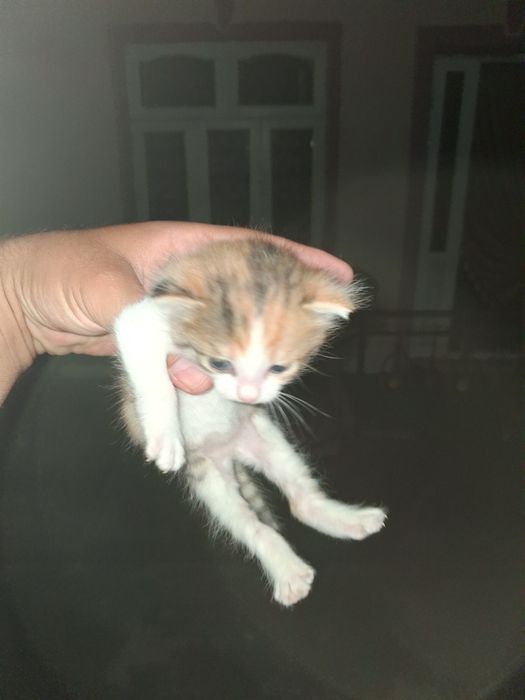 Кошка mushukcha xadiyaga
