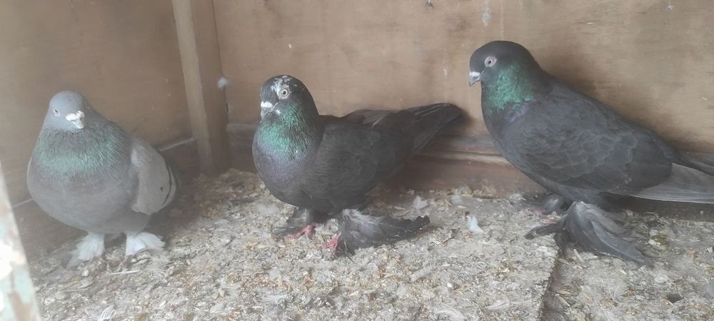 Продаются голуби