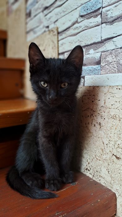 Котенок Шоколадка, кошка