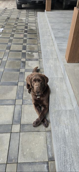 Лабрадор.  Ищем девочку для случки.