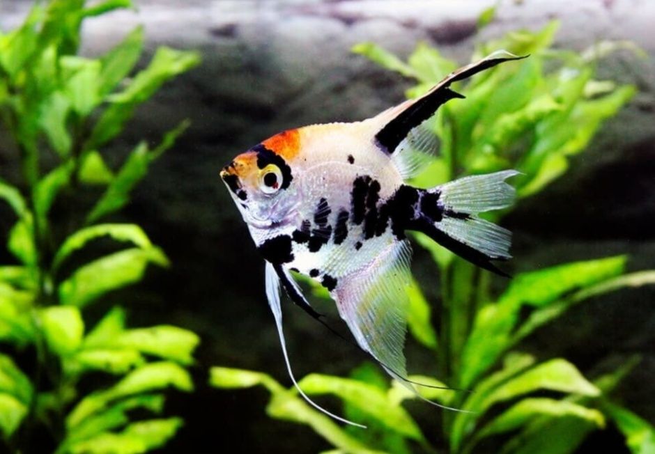 Рыбки для акварюма