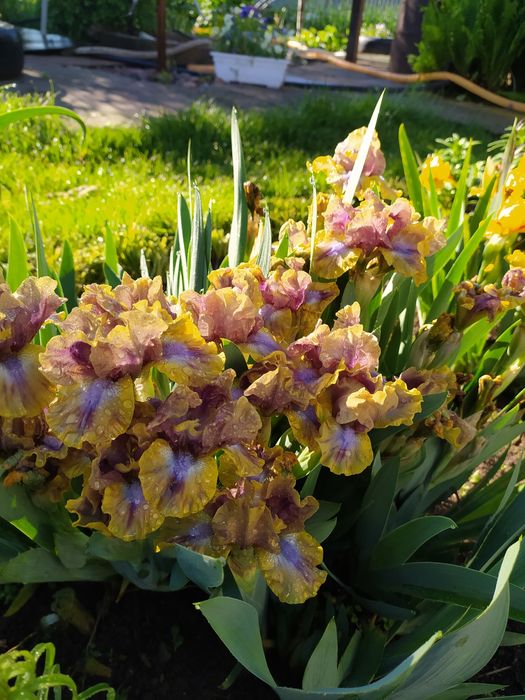 Карликовые ирисы