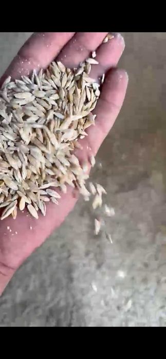 Пшеница ячмень горная
