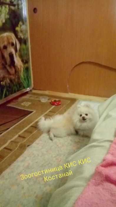 Зоогостиница КИС-КИС