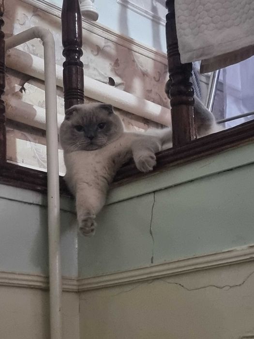 продам кошку недорого