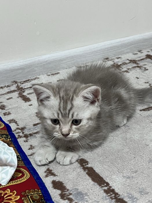 Британ шотландский котенок