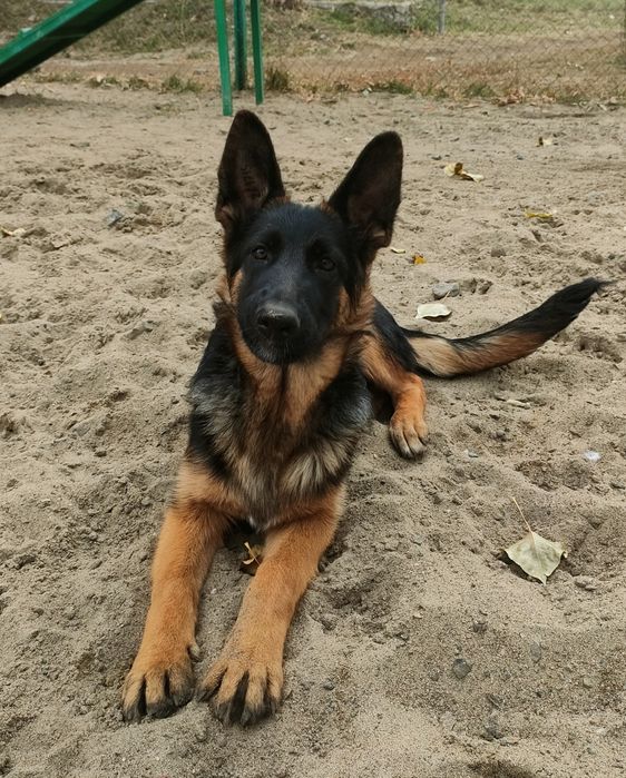 Продам.Немецкая овчарка.