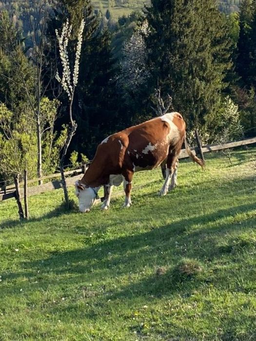 Vaca de vânzare gestanta in 7 luni Bălțata românească