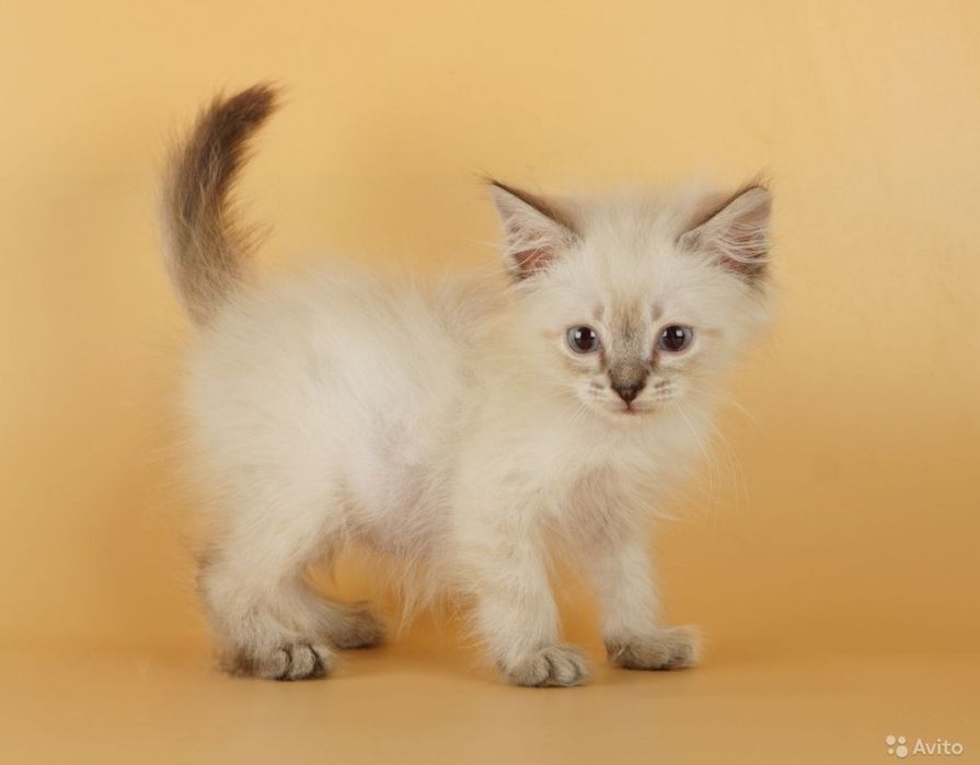 Котята невской маскарадной