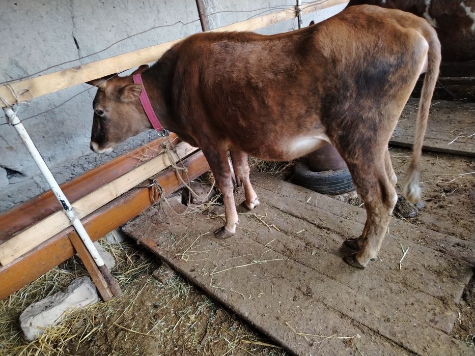 Хуложин в сотилади