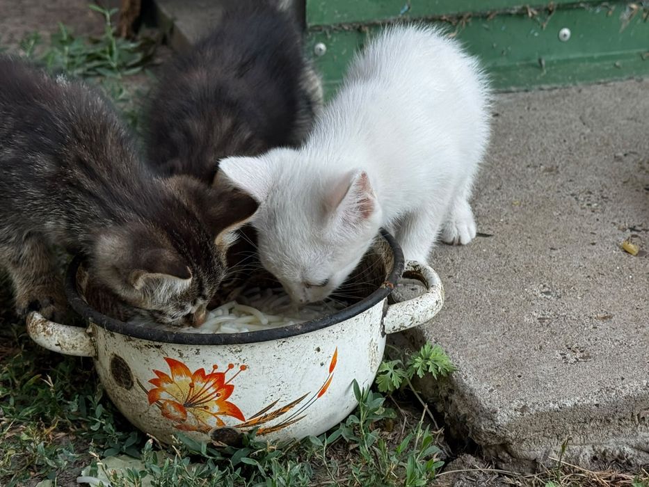 Котят в добрые руки