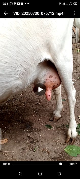 Коза молочная,спокойная.