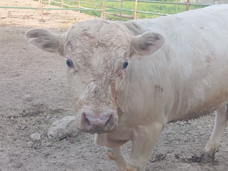 Зотор бука сотилади шаралел