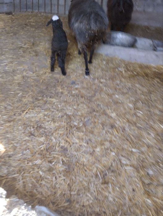 Quylar va Bolalari sotiladi bolasi quchqor