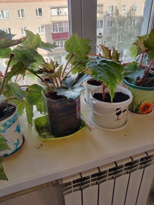 Продам комнатные растения бегония