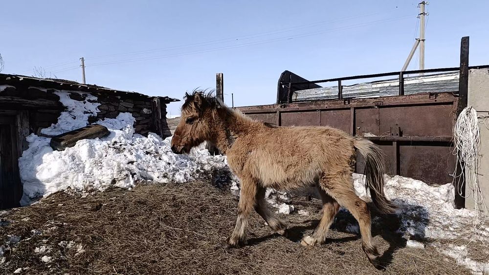 Жабағы сатылады еркек