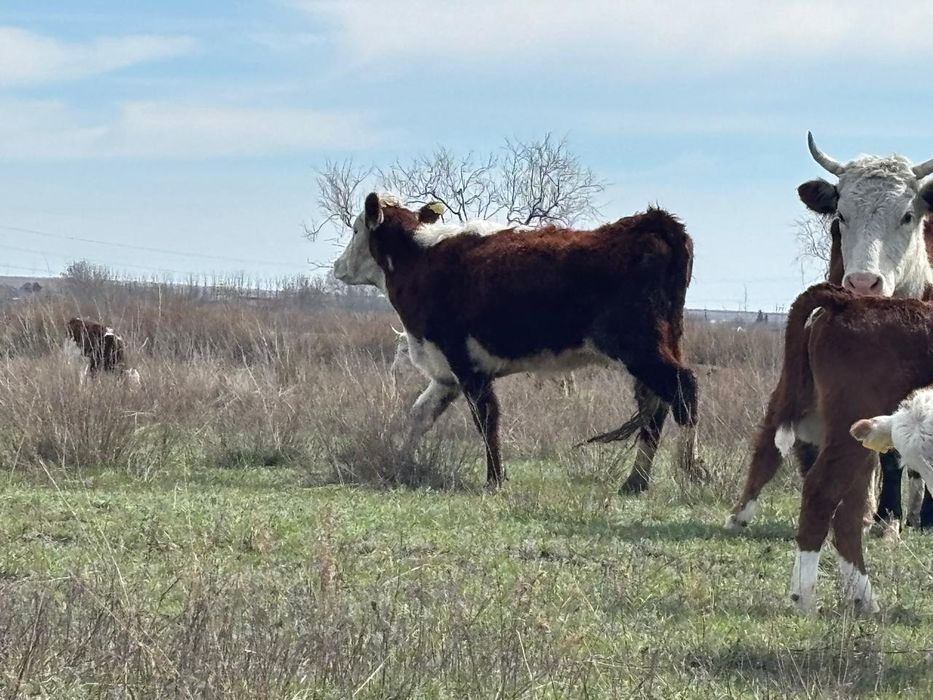 Ак бас ( Герефорд(