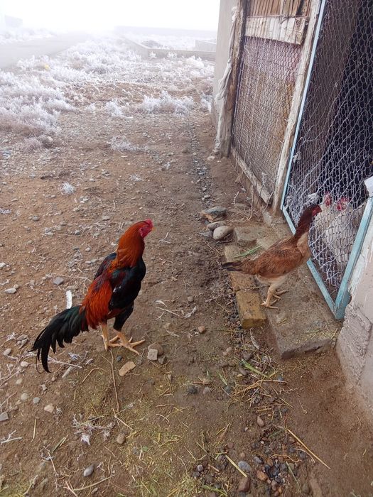 Дакан қораз тауық сатылады