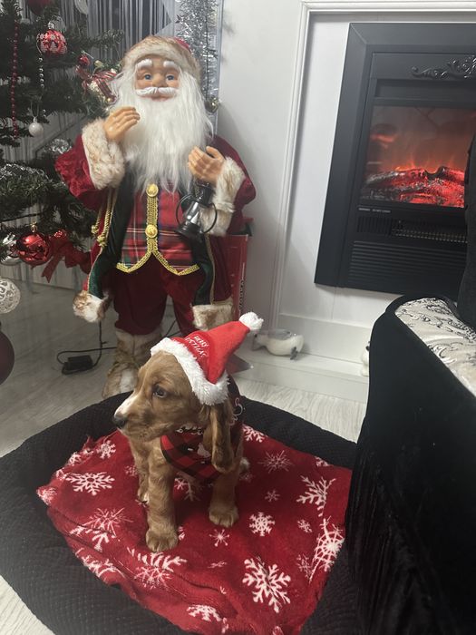 De vânzare Cocker Spaniel – 2 luni