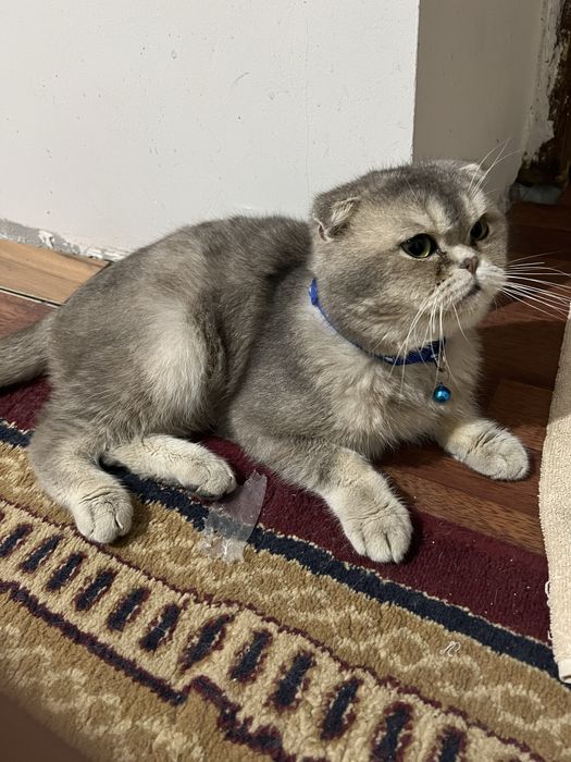 скоттиш фолд золото серебристый